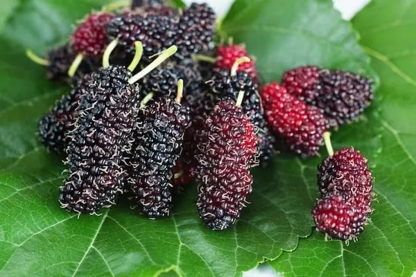 Taiwan_Mulberry_Plant