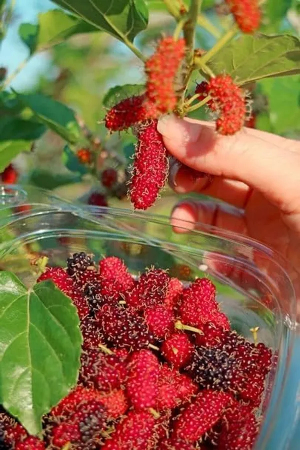 Taiwan_Mulberry_Plant