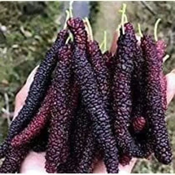 Taiwan_Mulberry_Plant