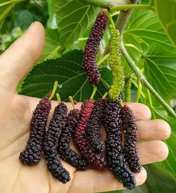 Taiwan_Mulberry_Plant