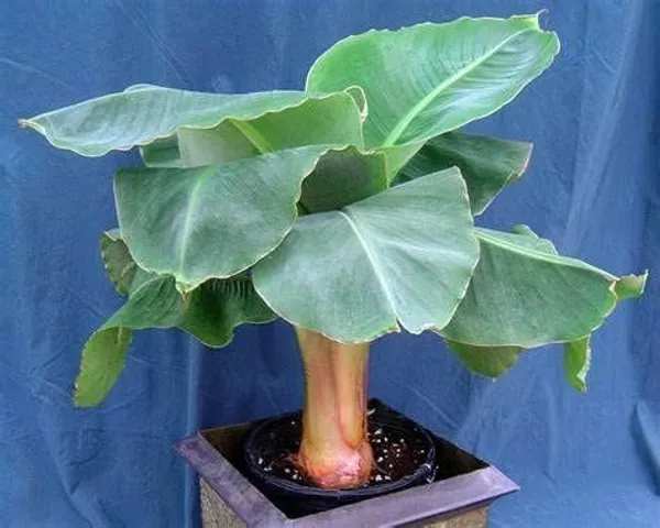 Red_Banana_Plant