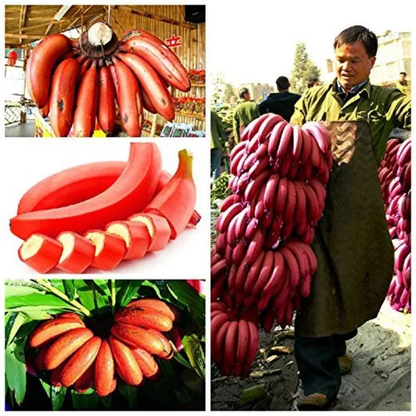Red_Banana_Plant