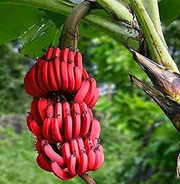 Red_Banana_Plant