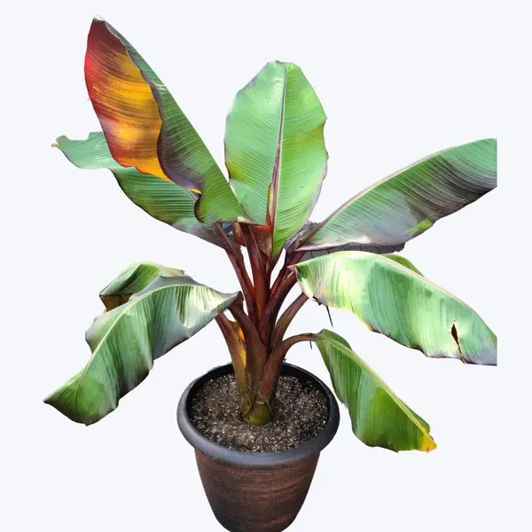 Red_Banana_Plant