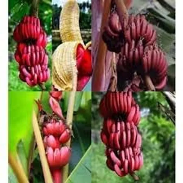 Red_Banana_Plant