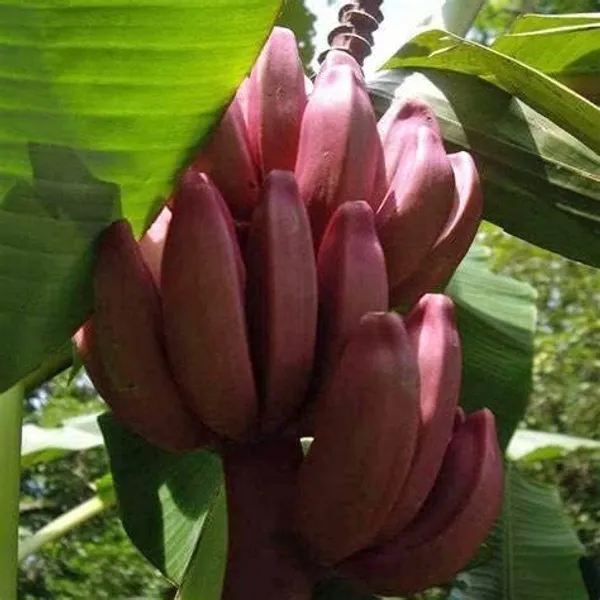 Red_Banana_Plant