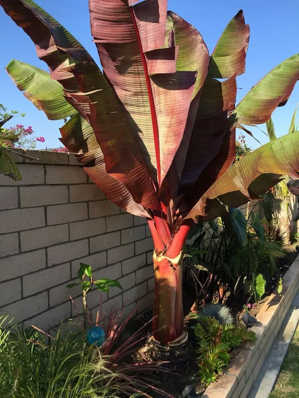 Red_Banana_Plant