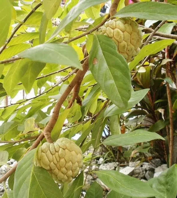 Sugar_Apple_Live_Fruit_Plant