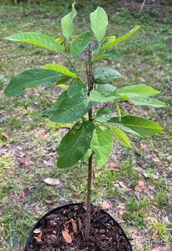 Sugar_Apple_Live_Fruit_Plant