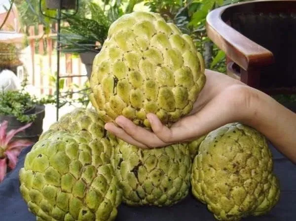 Sugar_Apple_Live_Fruit_Plant