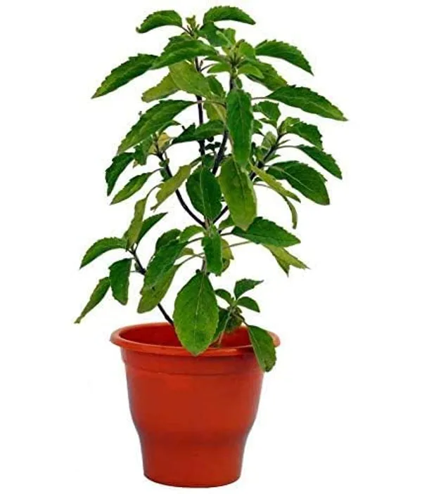 Murraya_Paniculata_Plant
