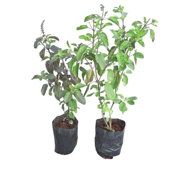 Murraya_Paniculata_Plant