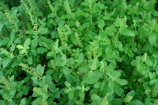 Murraya_Paniculata_Plant