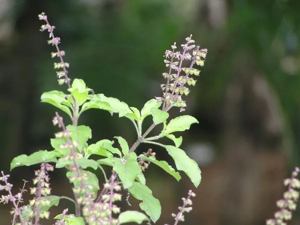 Murraya_Paniculata_Plant