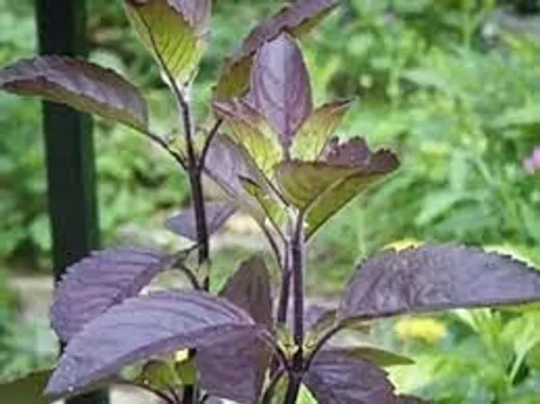 Murraya_Paniculata_Plant
