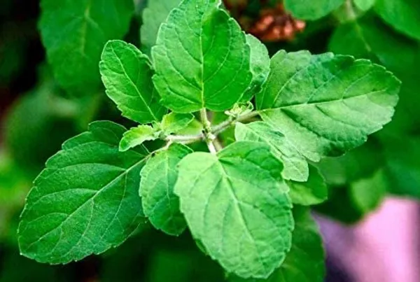 Murraya_Paniculata_Plant