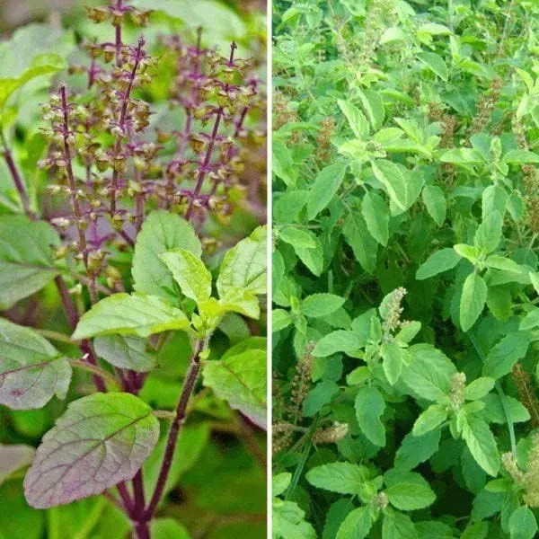 Murraya_Paniculata_Plant