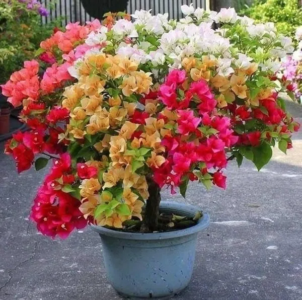 Bougainvillea_Live_Flowering_Plant