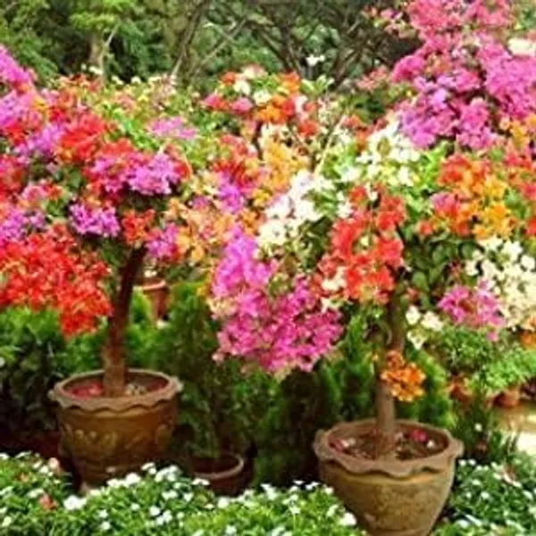 Bougainvillea_Live_Flowering_Plant