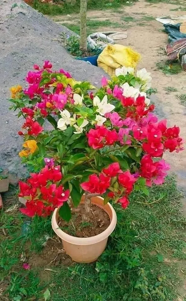 Bougainvillea_Live_Flowering_Plant