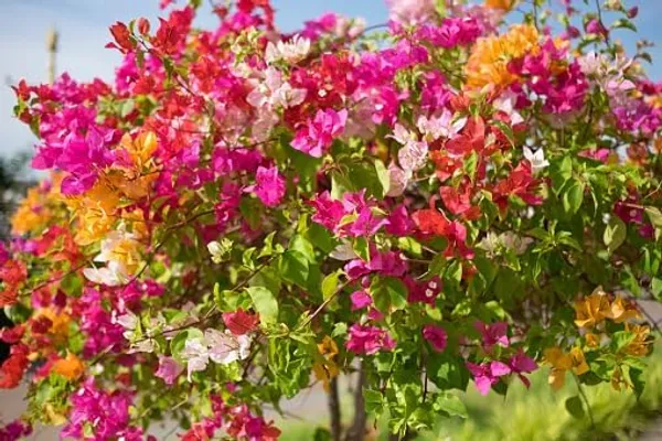 Bougainvillea_Live_Flowering_Plant