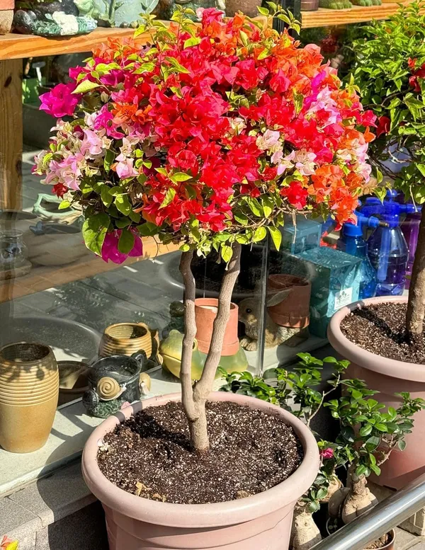 Bougainvillea_Live_Flowering_Plant