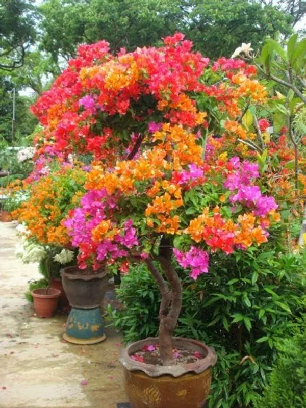 Bougainvillea_Live_Flowering_Plant