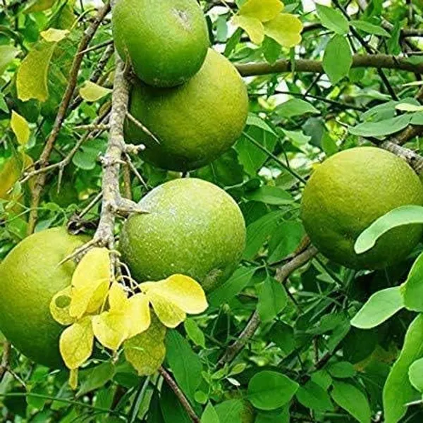 Bil_Patra_Fruit_Plant