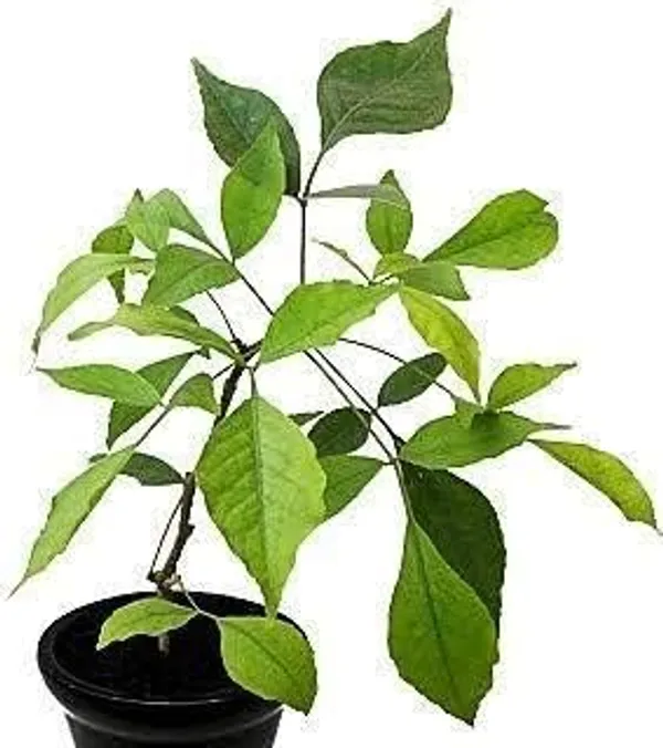 Bil_Patra_Fruit_Plant