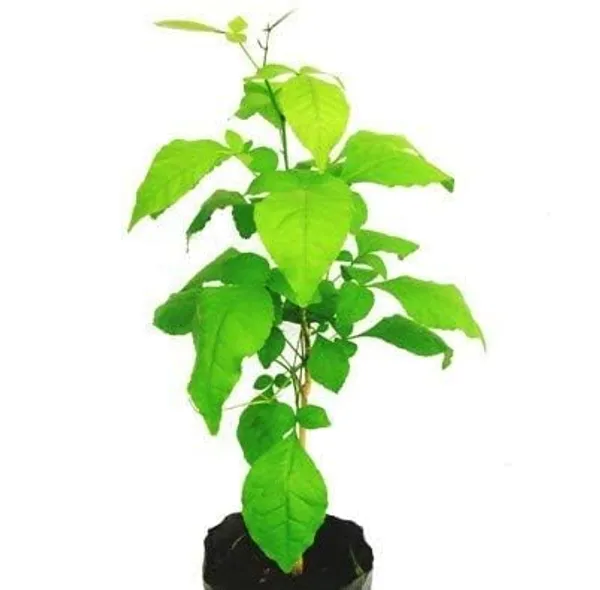 Bil_Patra_Fruit_Plant