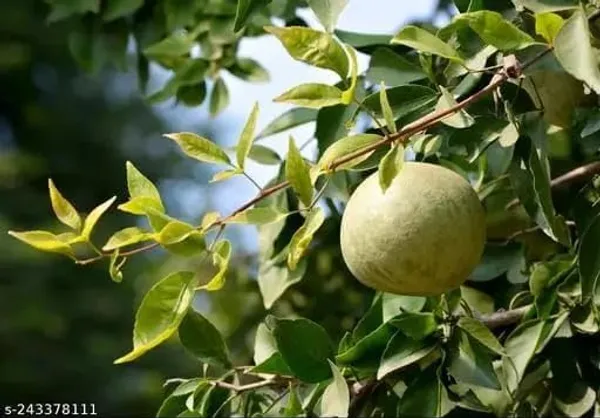 Bil_Patra_Fruit_Plant