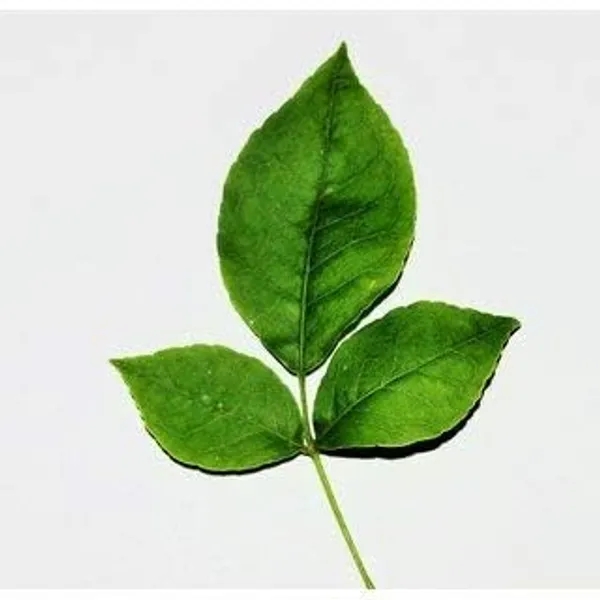 Bil_Patra_Fruit_Plant