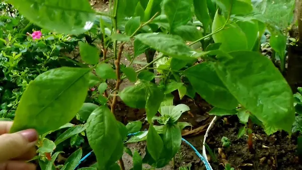 Bil_Patra_Fruit_Plant