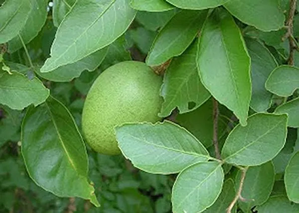 Bil_Patra_Fruit_Plant