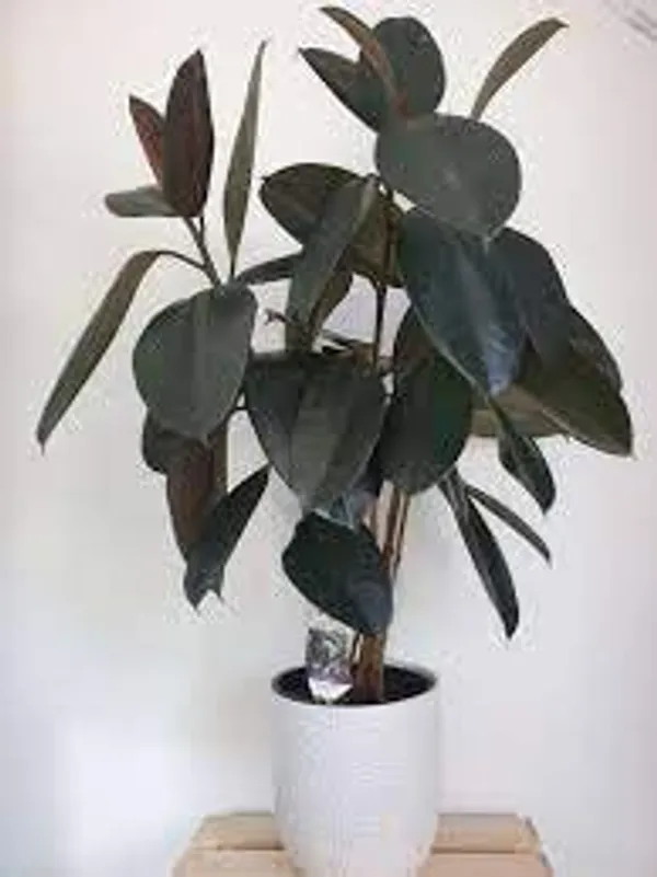Rubber_Plant