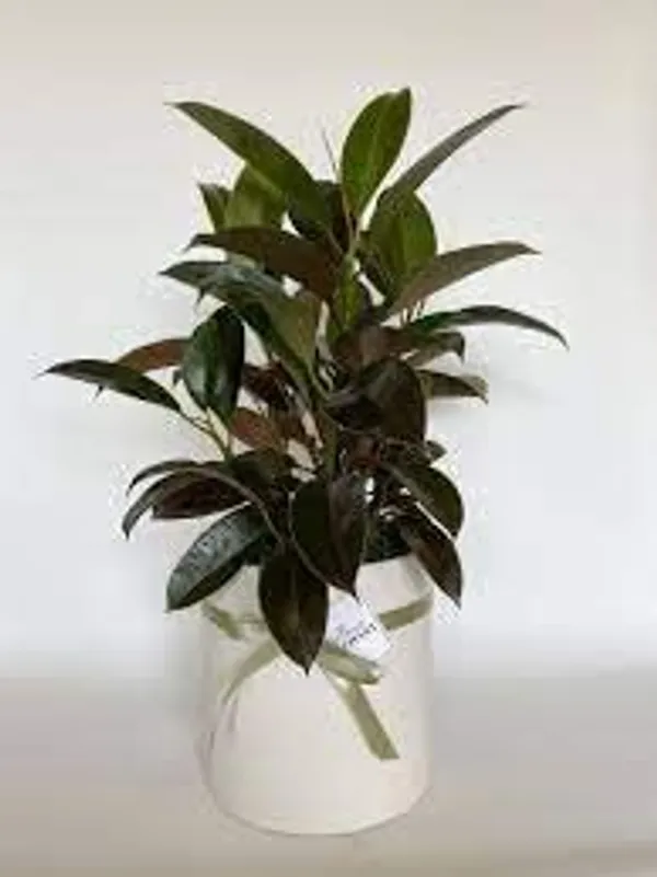Rubber_Plant