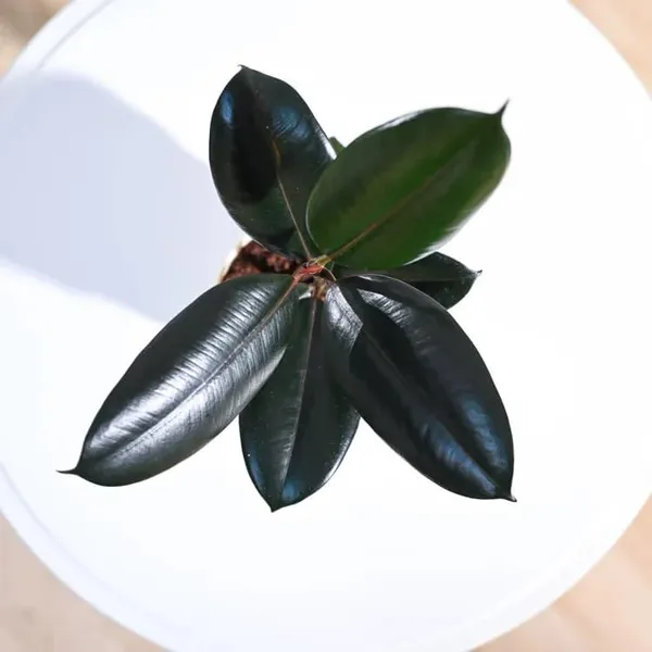 Rubber_Plant
