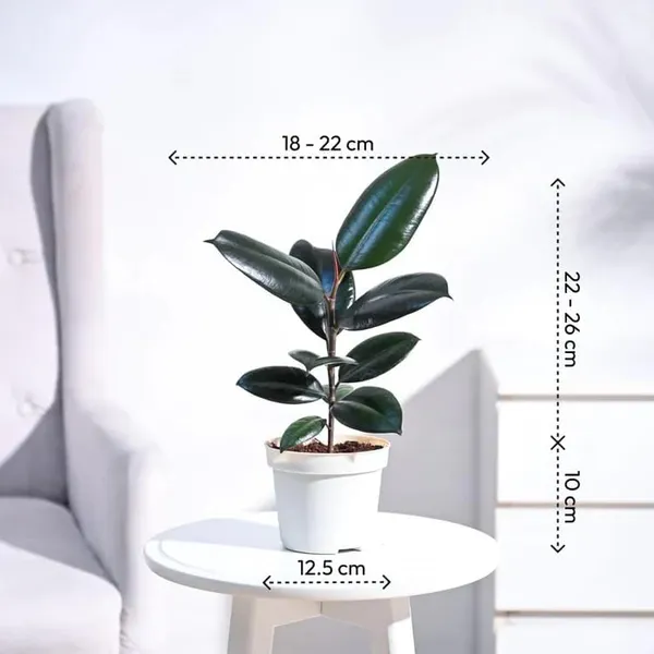 Rubber_Plant