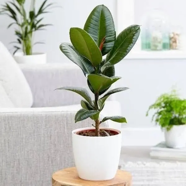Rubber_Plant