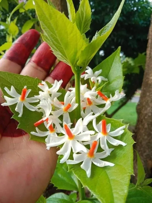 Parijat_Flowering_Plant