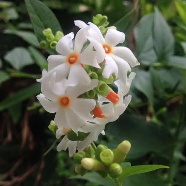Parijat_Flowering_Plant