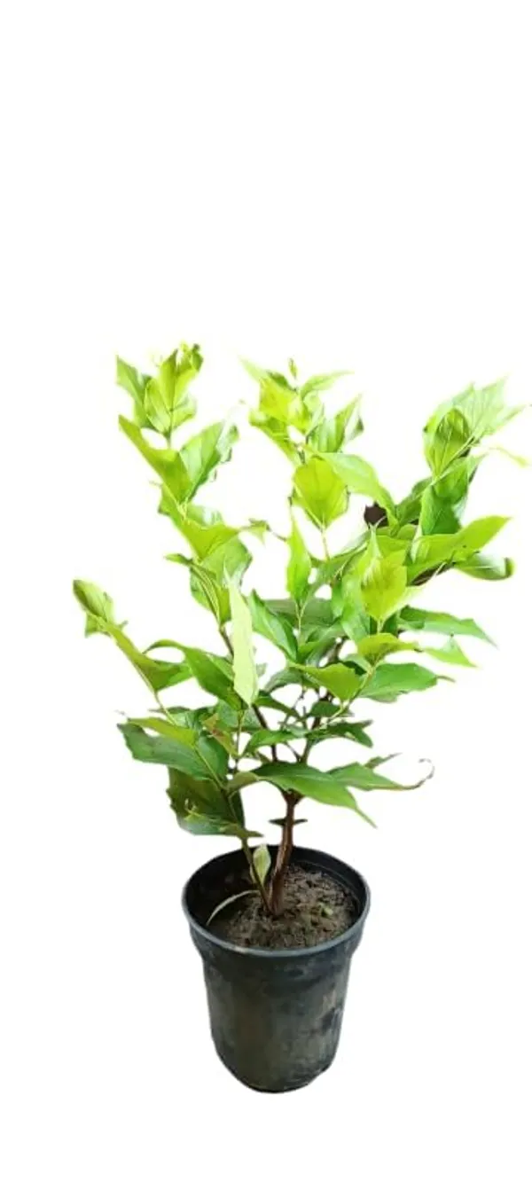 Parijat_Flowering_Plant