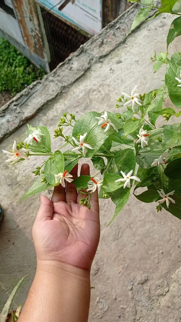 Parijat_Flowering_Plant