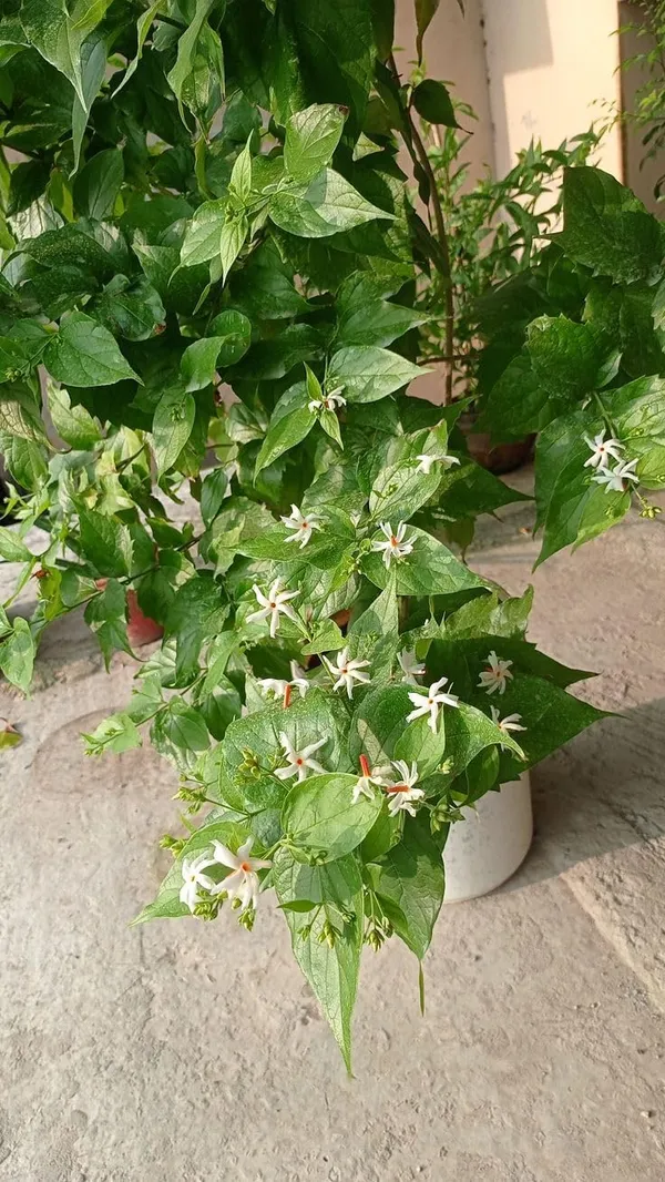 Parijat_Flowering_Plant