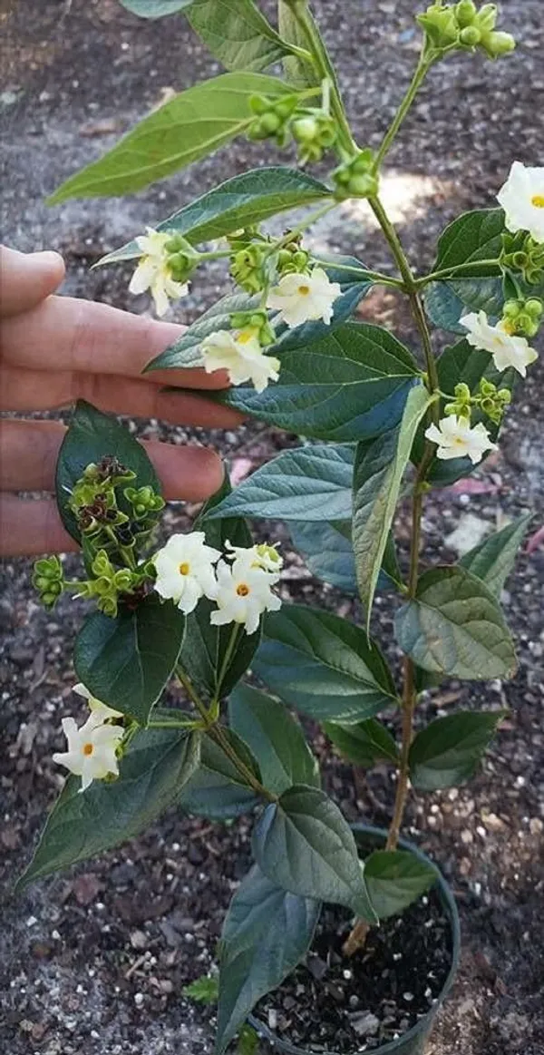 Parijat_Flowering_Plant