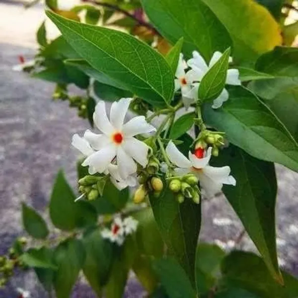 Parijat_Flowering_Plant
