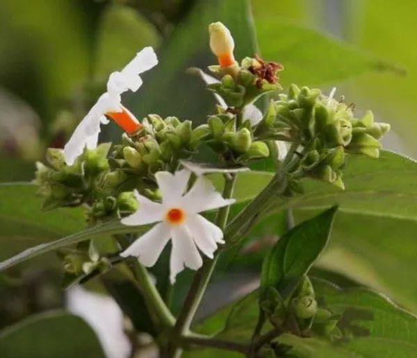 Parijat_Flowering_Plant