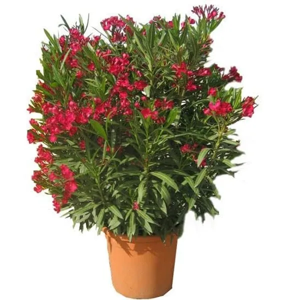 Oleander_Plant_With_Pot