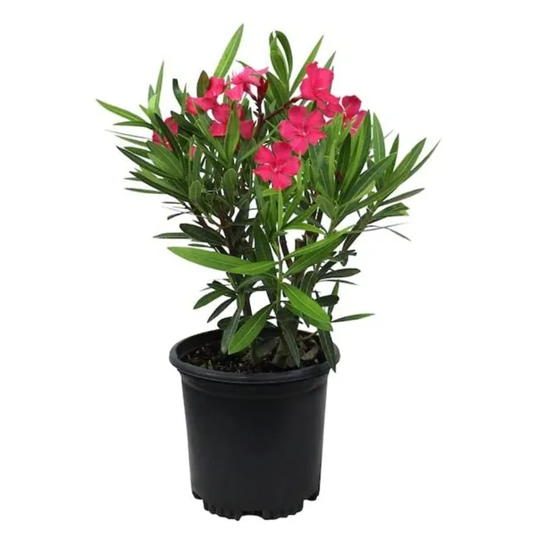 Oleander_Plant_With_Pot
