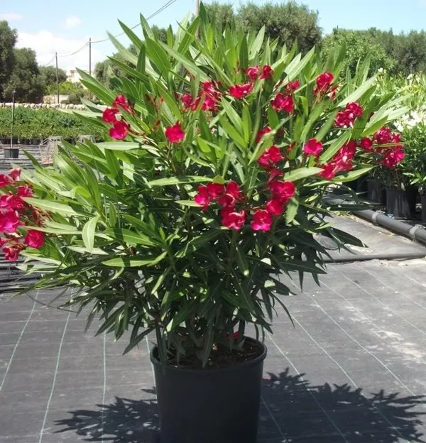 Oleander_Plant_With_Pot